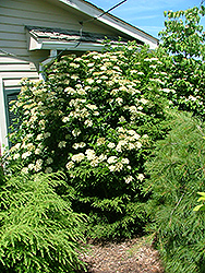 Fireworks Viburnum (Viburnum dentatum 'Firzam') at Lakeshore Garden Centres