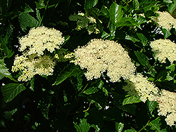 Fireworks Viburnum (Viburnum dentatum 'Firzam') at Lakeshore Garden Centres