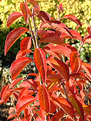 Guardian Blackhaw Viburnum (Viburnum prunifolium 'Guazam') at Lakeshore Garden Centres