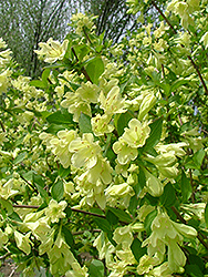 Lemon Ice Weigela (Weigela florida 'Lemiczam') at Lakeshore Garden Centres