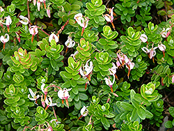 Lo-Hugger American Cranberry (Vaccinium macrocarpon 'Lohzam') at Lakeshore Garden Centres