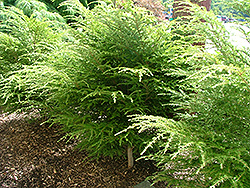 Minute Man Hemlock (Tsuga canadensis 'Minzam') at Lakeshore Garden Centres