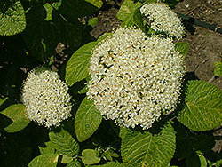 Mohican Sun Viburnum (Viburnum lantana 'Mohican Sun') at Lakeshore Garden Centres