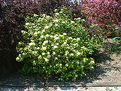 Mohican Sun Viburnum (Viburnum lantana 'Mohican Sun') at Lakeshore Garden Centres