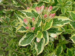 Mor-Colorful Weigela (Weigela florida 'Morcolzam') at Lakeshore Garden Centres