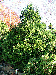 North Pointe Hemlock (Tsuga canadensis 'Norpoizam') at Lakeshore Garden Centres