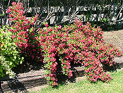 Red Tweedie Bird Weigela (Weigela florida 'Redtwbizam') at Lakeshore Garden Centres