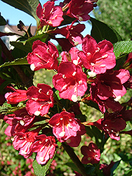 Red Tweedie Bird Weigela (Weigela florida 'Redtwbizam') at Lakeshore Garden Centres