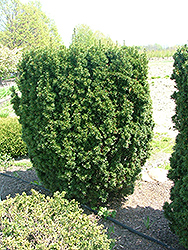 Representative Yew (Taxus x media 'Repzam') at Lakeshore Garden Centres