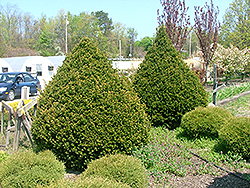 Senator Yew (Taxus x media 'Senzam') at Lakeshore Garden Centres