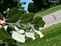 Silver Dollars Linden (Tilia 'Sildozam') at Lakeshore Garden Centres