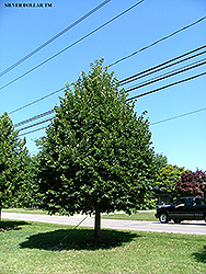 Silver Dollars Linden (Tilia 'Sildozam') at Lakeshore Garden Centres
