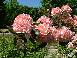 Sparkling Pink Champagne Viburnum (Viburnum plicatum 'Spichazam') at Lakeshore Garden Centres