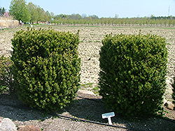 Statesman Yew (Taxus x media 'Stazam') at Lakeshore Garden Centres