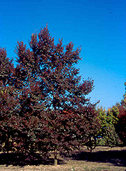 Unique Linden (Tilia cordata 'Unizam') at Lakeshore Garden Centres