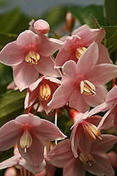 Marley's Pink Parasol Japanese Snowbell (Styrax japonicus 'JLWeeping') at Lakeshore Garden Centres