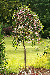 Marley's Pink Parasol Japanese Snowbell (Styrax japonicus 'JLWeeping') at Lakeshore Garden Centres