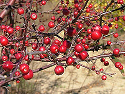 American Triumph Flowering Crab (Malus 'Amertrizam') at Lakeshore Garden Centres