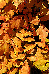 Coral Sun Golden Rain Tree (Koelreuteria paniculata 'Coral Sun') at Lakeshore Garden Centres