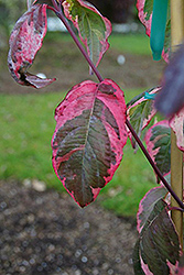 Flaming Moon Flowering Dogwood (Cornus florida 'Flamoz') at Lakeshore Garden Centres