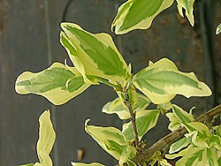 Buttermilk Sky Variegated Dogwood (Cornus mas 'Butskyzam') at Lakeshore Garden Centres