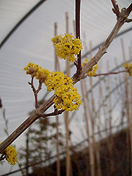 Buttermilk Sky Variegated Dogwood (Cornus mas 'Butskyzam') at Lakeshore Garden Centres