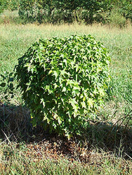 Milestone Dwarf Sweet Gum (Liquidambar styraciflua 'Milestoz') at Lakeshore Garden Centres