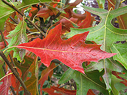 Pacific Brilliance Pin Oak (Quercus palustris 'PWJR08') at Lakeshore Garden Centres