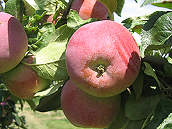 Winter Cheeks Apple (Malus 'Winter Cheeks') at Golden Acre Home & Garden