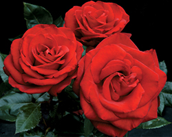 Always And Forever Rose (Rosa 'JACelvet') at Lakeshore Garden Centres