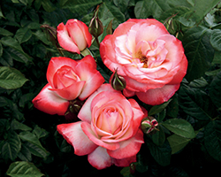 Coretta Scott King Rose (Rosa 'WEKstohoco') at Lakeshore Garden Centres