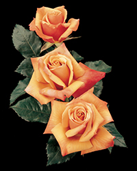 Remember Me Rose (Rosa 'Cocdestin') at Lakeshore Garden Centres