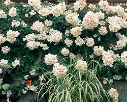 Sally Holmes Rose (Rosa 'Sally Holmes') at Lakeshore Garden Centres