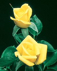 Texas Rose (Rosa 'POUltex') at Lakeshore Garden Centres