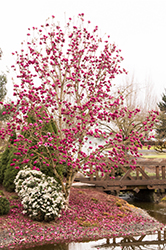 Black Tulip Magnolia (Magnolia 'Black Tulip') at Lakeshore Garden Centres