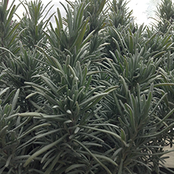 Dilly Dilly Lavender (Lavandula x intermedia 'Dilly Dilly') at Lakeshore Garden Centres