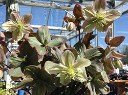 Winter Sunshine Hellebore (Helleborus 'Winter Sunshine') at Lakeshore Garden Centres