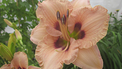 Huckleberry Candy Daylily (Hemerocallis 'Huckleberry Candy') at Lakeshore Garden Centres