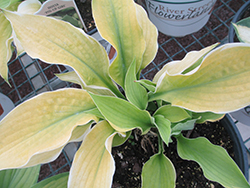 Pin-Up Girl Hosta (Hosta 'Pin-Up Girl') at Lakeshore Garden Centres