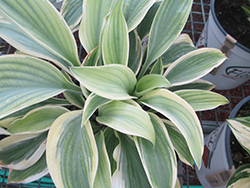 Regal Supreme Hosta (Hosta 'Regal Supreme') at Lakeshore Garden Centres