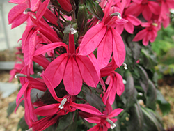 Rose Princess Cardinal Flower (Lobelia x speciosa 'Rose Princess') at Lakeshore Garden Centres