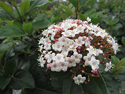 Shades Of Pink Viburnum (Viburnum tinus 'Lisarose') at Lakeshore Garden Centres