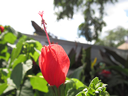 Big Momma Turks Cap (Malvaviscus 'Big Momma') at Lakeshore Garden Centres