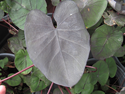 Dragon Heart Gigante Elephant Ear (Colocasia 'Dragon Heart Gigante') at Lakeshore Garden Centres