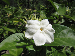 Arabian Jasmine (Jasminum sambac) at Lakeshore Garden Centres