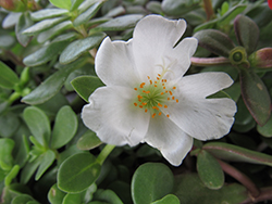 RioGrande White Portulaca (Portulaca oleracea 'Balriowite') at Lakeshore Garden Centres