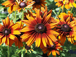 Summerina Orange Echibeckia (Echibeckia 'ET-RDB 01') at Lakeshore Garden Centres