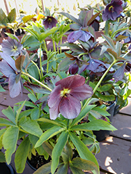 Winter Jewels Blue Diamond Hellebore (Helleborus 'Blue Diamond') at Lakeshore Garden Centres