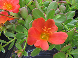 Pazzaz Tangerine Portulaca (Portulaca oleracea 'Pazzaz Tangerine') at Lakeshore Garden Centres