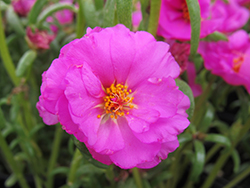 Happy Hour Rosita Portulaca (Portulaca grandiflora 'PAS752680') at Lakeshore Garden Centres